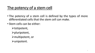 Unipotent L12-Stem Cell and pluripotent stem cells | PDF