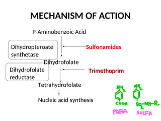 MECHANISM OF ACTION
P-Aminobenzoic Acid
Dihydropteroate Sulfonamides
synthetase
Dihydrofolate
Dihydrofolate
reductase
Tetrahydrofolate
Nucleic acid synthesis
Trimethoprim
Trimethoprim
 