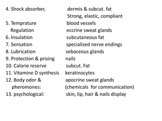 Functions of the Skinbarrier to physical agentsprotects against mechanical injuryprevents dehydration of body through fluid lossreduces the penetration of UV Radiationhelps to regulate body temperatureprovides a surface for gripacts as a sensory organacts as an outpost for immune surveillanceplays a role in Vitamin D productionhas a cosmetic association