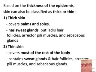 Functions of the skin1. Protection against:chemicals, particles           horny layerUV radiation                    melanocytesAntigens, haptens            langerhans cellsMicrobes                         langerhans cells2. Preservation of                  horny layerbalanced internal Environment3. Prevents loss of              horny layerwater, electrolytes, macromolecules