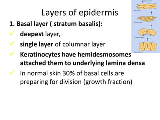 4. Shock absorber,                  dermis & subcut. fat                                               Strong, elastic, compliant5. Tempratureblood vessels    Regulation                   eccrine sweat glands                                        6. Insulation                    subcutaneous fat7. Sensation                    specialized nerve endings                                        8. Lubrication                  sebaceous glands9. Protection & prisingnails10. Calorie reserve             subcut. Fat11. Vitamine D synthesis  keratinocytes12. Body odor &             apocrinesweat glands     pheromones:                    (chemicals  for communication)13. psychological:            skin, lip, hair & nails display                                           