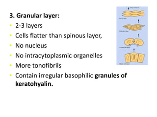 Layers of epidermis1. Basal layer ( stratum basalis): deepest layer, 
