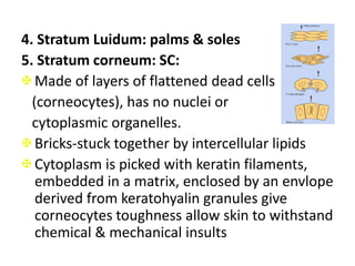 single layer of columnar layer