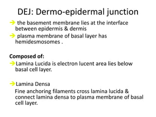 Keratinocytes have hemidesmosomes attached them to underlying lamina densa