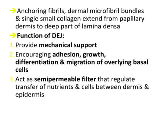In normal skin 30% of basal cells are preparing for division (growth fraction)2. Spinous (prickle) cell layer:keratinocytes larger than basal layer