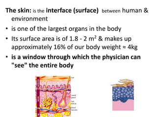 The skin: is theinterface (surface)between human & environmentis one of the largest organs in the body  Its surface area is of 1.8 - 2 m2 & makes up approximately 16% of our body weight ≈ 4kgis a window through which the physician can "see" the entire body