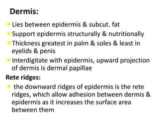 Keratinocytes firmly attached by cytoplasmic process (desmosomes) & intercellular glycoprotein cement