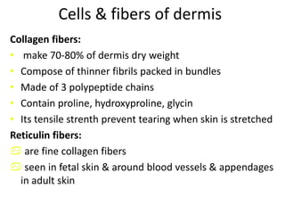 Tonofilaments are small fibers running from cytoplasm  to desmosomes