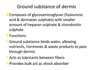 3. Granular layer:2-3 layersCells flatter than spinous layer, No nucleusNo intracytoplasmic organellesMore tonofibrilsContain irregular basophilic granules of keratohyalin.