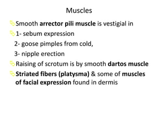 4.Stratum Luidum: palms & soles5. Stratum corneum: SC:Made of layers of flattened dead cells    (corneocytes), has no nuclei or cytoplasmic organelles.Bricks-stuck together by intercellular lipids