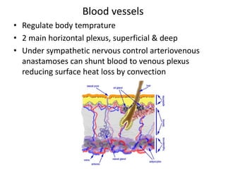Cytoplasm is picked with keratin filaments, embedded in a matrix, enclosed by an envlope derived from keratohyalin granules give corneocytes toughness allow skin to withstand chemical & mechanical insultsDEJ: Dermo-epidermal junction the basement membrane lies at the interface between epidermis & dermis
