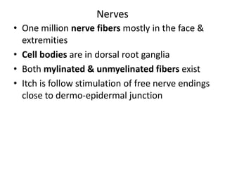  plasma membrane of basal layer has hemidesmosomes .Composed of:Lamina Lucida is electron lucent area lies below basal cell layer.