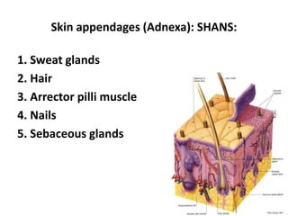 Lamina Densa     Fine anchoring filaments cross lamina lucida & connect lamina densa to plasma membrane of basal cell layer. 