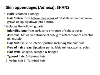Anchoring fibrils, dermal microfibril bundles & single small collagen extend from papillary dermis to deep part of lamina densa