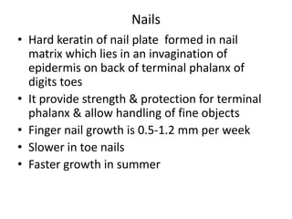 Function of DEJ:Provide mechanical supportEncouraging adhesion, growth, differentiation & migration of overlying basal cellsAct as semipermeable filter that regulate transfer of nutrients & cells between dermis & epidermis