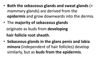 Support epidermis structurally & nutritionally