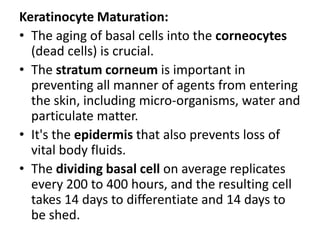  seen in fetal skin & around blood vessels & appendages in adult skinElastic fibers: 2% of dermis dry weight