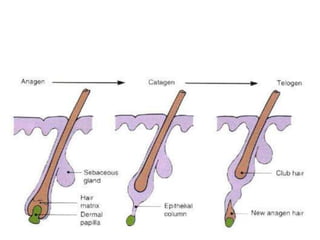 Have amorphous elastin core surrounded by elastic tissue micrifibrillar componentsGround substance of dermisComposes of glycosaminoglycan (hyaluronic acid & dermatan sulphate) with smaller amount of heparan sulphate & chondroitin sulphate