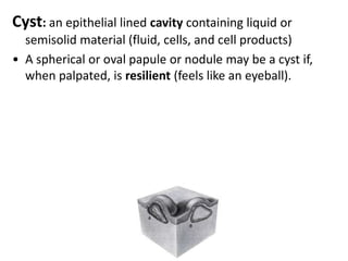 Asthmus: between entrance of seb. g to attachment of arrectorpili muscle