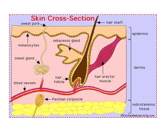 Transit time: is the time needed for cell maturation from basal layer to the surface, normally = 60 daysThe skin is often referred to as the "integumentarysystem" composed of epithelial, mesenchymal, glandularand neurovascular components. The integumentary system is synonymous with: 1- The skin and its derivatives:   sweat  glands, nails, hair, sebaceous    glands, arrectorpili muscles.  2- Mammary glands and 3- Teeth