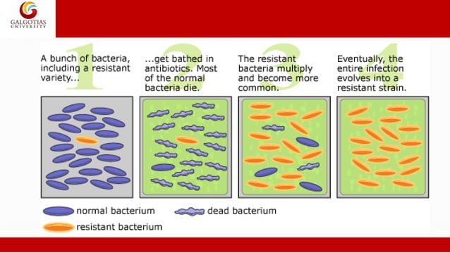 Anti Microbiol Resistance Pdf