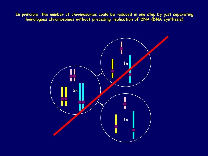 L12 Gametogenesis