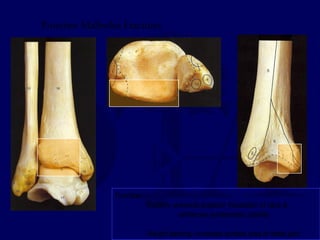 Posterior Malleolus Fractures 
Function: 
Stability- prevents posterior translation of talus & 
enhances syndesmotic stability 
Weight bearing- increases surface area of ankle joint 
 