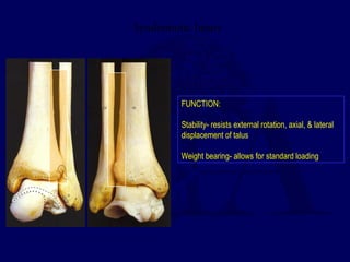 Syndesmotic Injury 
FUNCTION: 
Stability- resists external rotation, axial, & lateral 
displacement of talus 
Weight bearing- allows for standard loading 
 