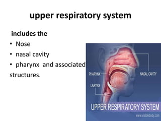 upper respiratory system
includes the
• Nose
• nasal cavity
• pharynx and associated
structures.
 
