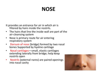 NOSE
It provides an entrance for air in which air is
filtered by hairs inside the nostrils.
• The hairs that line the inside wall are part of the
air-cleansing system
• Nose is primary route for air entering
respiratory system
• Dorsum of nose (bridge) formed by two nasal
bones Supported by hyaline cartilage
• Nasal cartilages—small, elastic cartilages
extending laterally from bridge; help keep
nostrils open
• Nostrils (external nares) are paired openings
into nasal cavity
 