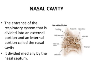 NASAL CAVITY
• The entrance of the
respiratory system that is
divided into an external
portion and an internal
portion called the nasal
cavity
• It divided medially by the
nasal septum.
 