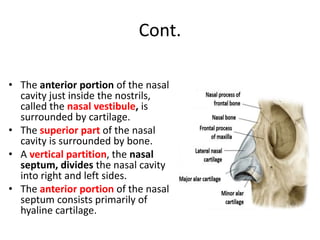 Cont.
• The anterior portion of the nasal
cavity just inside the nostrils,
called the nasal vestibule, is
surrounded by cartilage.
• The superior part of the nasal
cavity is surrounded by bone.
• A vertical partition, the nasal
septum, divides the nasal cavity
into right and left sides.
• The anterior portion of the nasal
septum consists primarily of
hyaline cartilage.
 