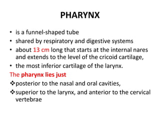 PHARYNX
• is a funnel-shaped tube
• shared by respiratory and digestive systems
• about 13 cm long that starts at the internal nares
and extends to the level of the cricoid cartilage,
• the most inferior cartilage of the larynx.
The pharynx lies just
posterior to the nasal and oral cavities,
superior to the larynx, and anterior to the cervical
vertebrae
 