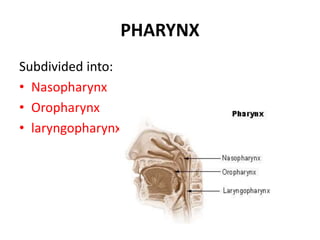 PHARYNX
Subdivided into:
• Nasopharynx
• Oropharynx
• laryngopharynx
 