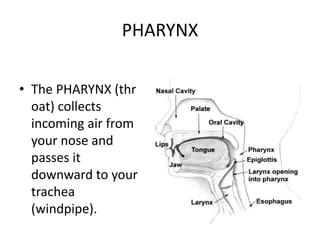 PHARYNX
• The PHARYNX (thr
oat) collects
incoming air from
your nose and
passes it
downward to your
trachea
(windpipe).
 