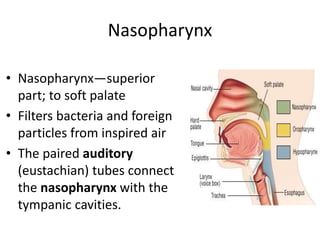 Nasopharynx
• Nasopharynx—superior
part; to soft palate
• Filters bacteria and foreign
particles from inspired air
• The paired auditory
(eustachian) tubes connect
the nasopharynx with the
tympanic cavities.
 