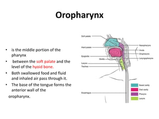 Oropharynx
• is the middle portion of the
pharynx
• between the soft palate and the
level of the hyoid bone.
• Both swallowed food and fluid
and inhaled air pass through it.
• The base of the tongue forms the
anterior wall of the
oropharynx.
 