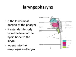 laryngopharynx
• is the lowermost
portion of the pharynx.
• It extends inferiorly
from the level of the
hyoid bone to the
larynx
• opens into the
esophagus and larynx
 
