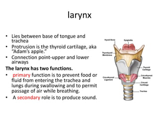 larynx
• Lies between base of tongue and
trachea
• Protrusion is the thyroid cartilage, aka
“Adam’s apple.”
• Connection point-upper and lower
airways
The larynx has two functions.
• primary function is to prevent food or
fluid from entering the trachea and
lungs during swallowing and to permit
passage of air while breathing.
• A secondary role is to produce sound.
 