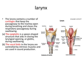 larynx
• The larynx contains a number of
cartilages that keep the
passageway to the trachea open
during breathing and closes the
respiratory passageway during
swallowing.
(a) The epiglottis is a spoon-shaped
structure that aids in closing the
laryngeal opening, or glottis,
during swallowing.
(b) The vocal folds in the larynx are
controlled by intrinsic muscles and
are used in sound production.
 