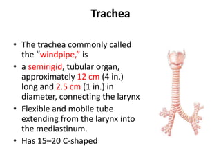 Trachea
• The trachea commonly called
the “windpipe,” is
• a semirigid, tubular organ,
approximately 12 cm (4 in.)
long and 2.5 cm (1 in.) in
diameter, connecting the larynx
• Flexible and mobile tube
extending from the larynx into
the mediastinum.
• Has 15–20 C-shaped
 