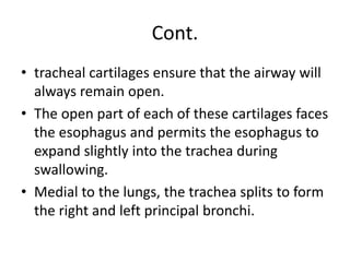 Cont.
• tracheal cartilages ensure that the airway will
always remain open.
• The open part of each of these cartilages faces
the esophagus and permits the esophagus to
expand slightly into the trachea during
swallowing.
• Medial to the lungs, the trachea splits to form
the right and left principal bronchi.
 