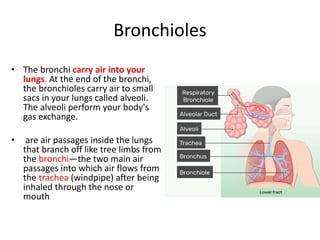 Bronchioles
• The bronchi carry air into your
lungs. At the end of the bronchi,
the bronchioles carry air to small
sacs in your lungs called alveoli.
The alveoli perform your body's
gas exchange.
• are air passages inside the lungs
that branch off like tree limbs from
the bronchi—the two main air
passages into which air flows from
the trachea (windpipe) after being
inhaled through the nose or
mouth
 