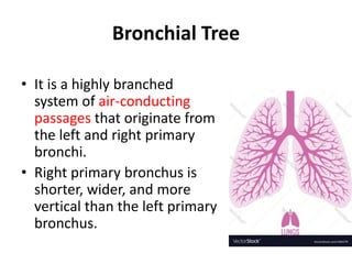 Bronchial Tree
• It is a highly branched
system of air-conducting
passages that originate from
the left and right primary
bronchi.
• Right primary bronchus is
shorter, wider, and more
vertical than the left primary
bronchus.
 