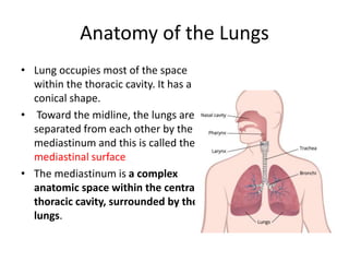Anatomy of the Lungs
• Lung occupies most of the space
within the thoracic cavity. It has a
conical shape.
• Toward the midline, the lungs are
separated from each other by the
mediastinum and this is called the
mediastinal surface
• The mediastinum is a complex
anatomic space within the central
thoracic cavity, surrounded by the
lungs.
 
