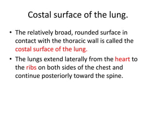 Costal surface of the lung.
• The relatively broad, rounded surface in
contact with the thoracic wall is called the
costal surface of the lung.
• The lungs extend laterally from the heart to
the ribs on both sides of the chest and
continue posteriorly toward the spine.
 
