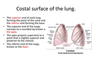Costal surface of the lung.
• The superior end of each lung
forming the point of the cone and
the inferior end forming the base.
• The superior end of the lungs
narrows to a rounded tip known as
the apex.
• The apex projects superiorly to a
point that is slightly superior and
posterior to the clavicle.
• The inferior end of the lungs,
known as the base.
 