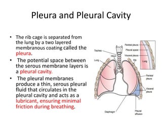 Pleura and Pleural Cavity
• The rib cage is separated from
the lung by a two layered
membranous coating called the
pleura.
• The potential space between
the serous membrane layers is
a pleural cavity.
• The pleural membranes
produce a thin, serous pleural
fluid that circulates in the
pleural cavity and acts as a
lubricant, ensuring minimal
friction during breathing.
 