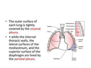 • The outer surface of
each lung is tightly
covered by the visceral
pleura.
• • while the internal
thoracic walls, the
lateral surfaces of the
mediastinum, and the
superior surface of the
diaphragm are lined by
the parietal pleura.
 