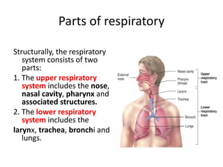 Parts of respiratory
Structurally, the respiratory
system consists of two
parts:
1. The upper respiratory
system includes the nose,
nasal cavity, pharynx and
associated structures.
2. The lower respiratory
system includes the
larynx, trachea, bronchi and
lungs.
 
